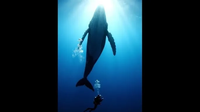 电视剧我的极品老妈 - 深蓝星球：探索海洋深处的未知世界